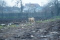 Community dog Ã¢â¬â¹Ã¢â¬â¹somewhere on the outskirts of Zimnicea among the garbage.